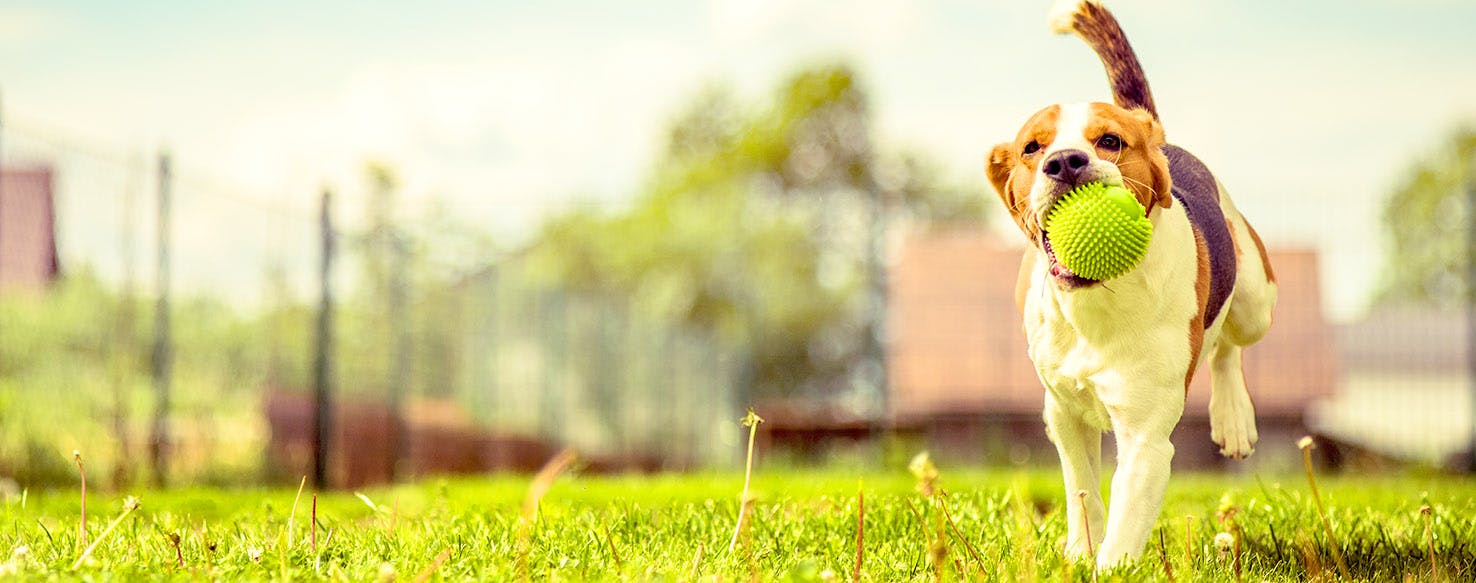 Dog Names Meaning Mischievous Popular Male And Female Names Wag 